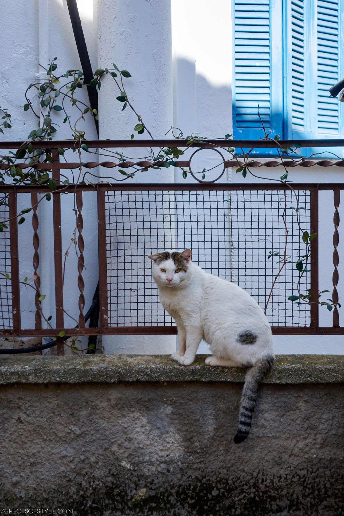 cat in Ioannina