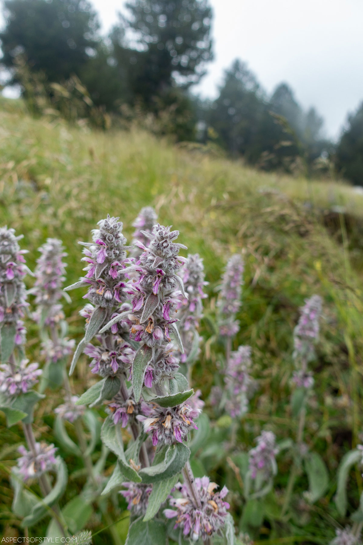 wildflowers at Olympus Mountain, Greece
