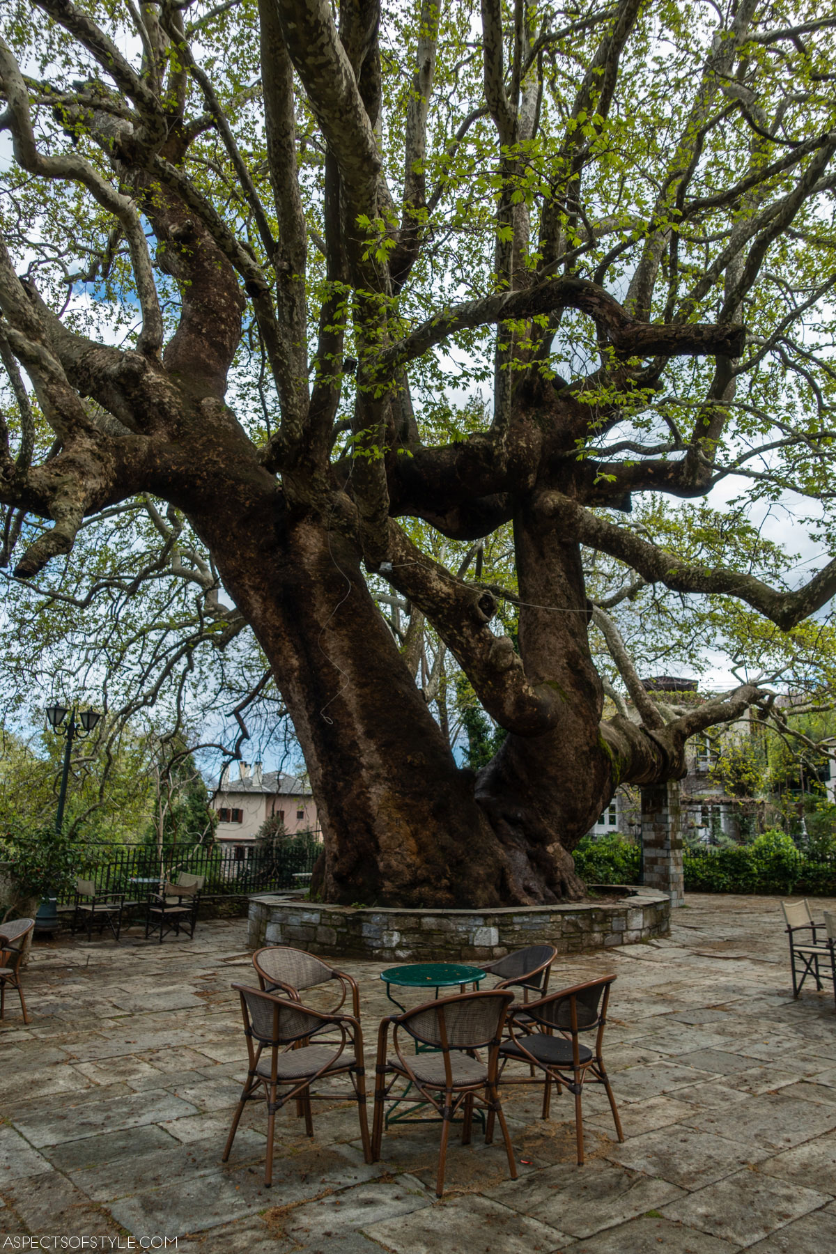 plane tree at Tsagarada Pelion
