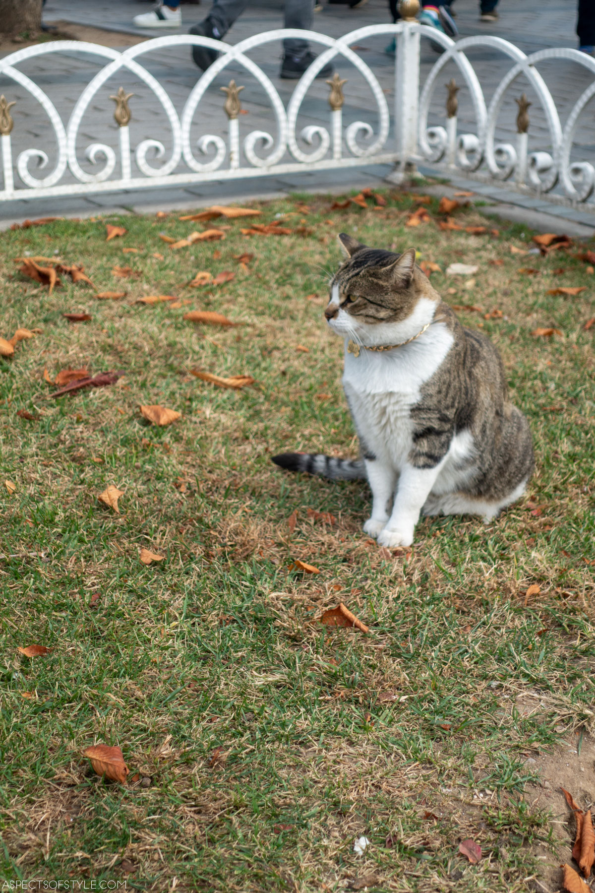 cat outside Hagia Sofia, Istanbul