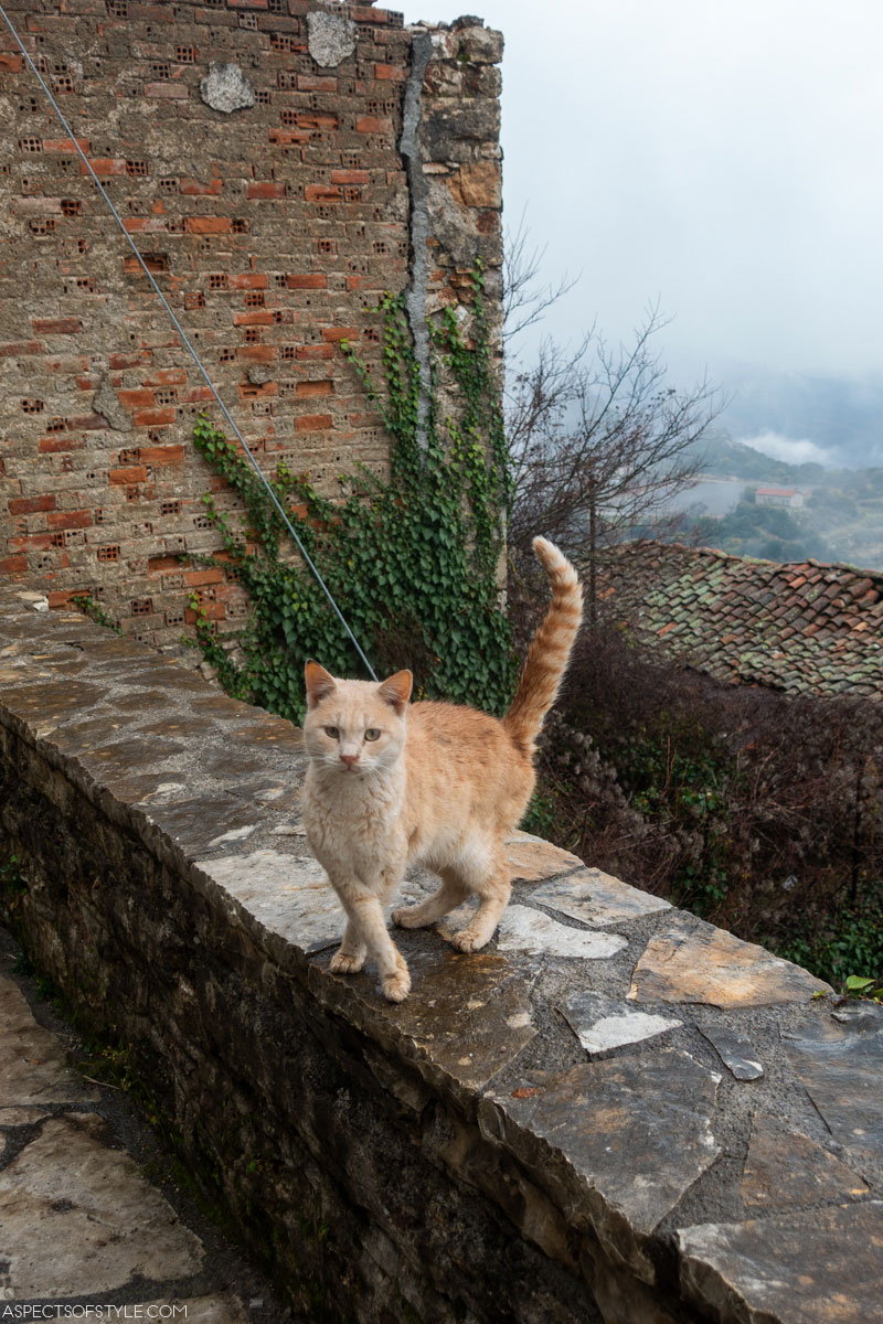blond cat in Dimitsana Peloponnese