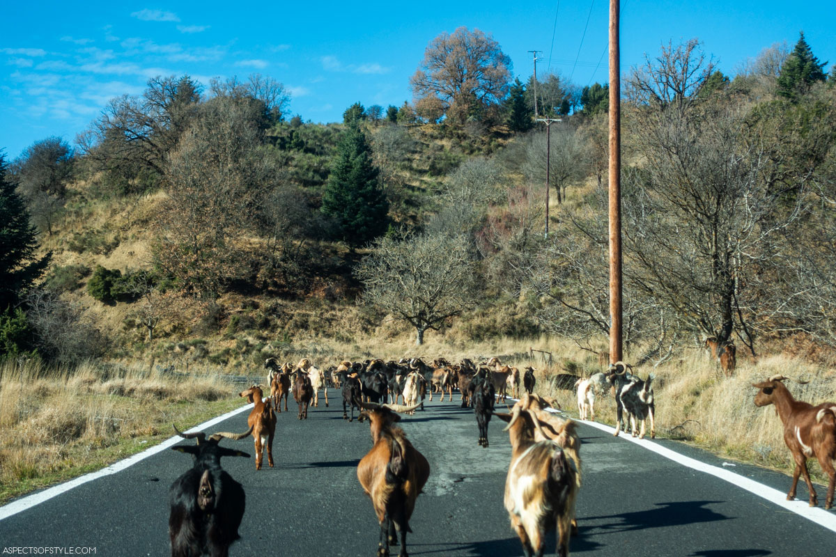 sheep on the road, Arcadia, Peloponnese